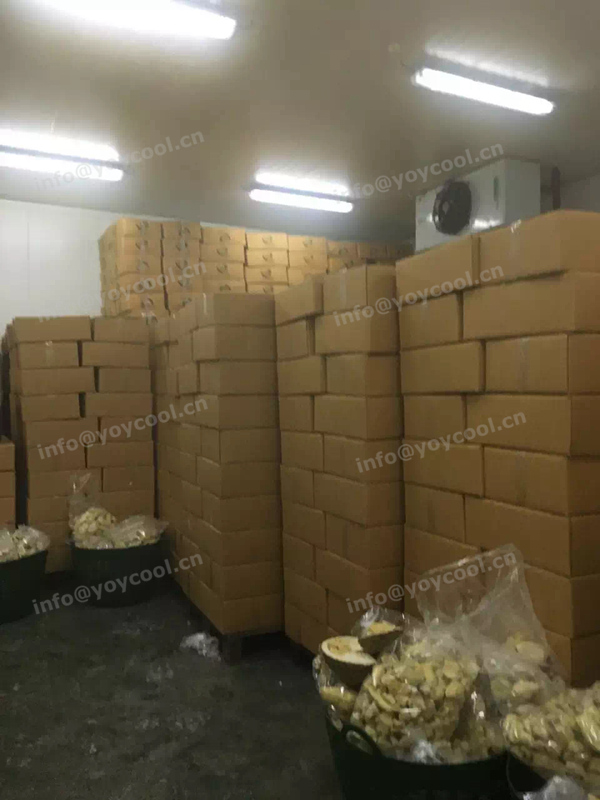 Thailand Durian Process Room Blast Freezer